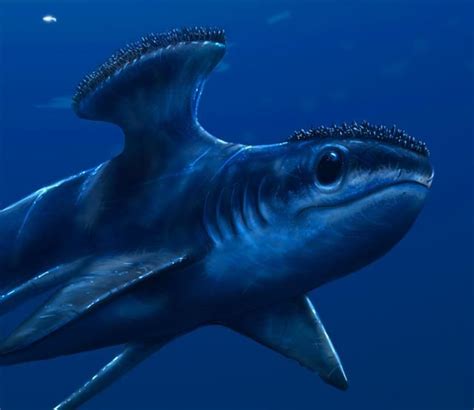 These Sharks Were The Terror Of The Mesozoic And Cenozoic Eras
