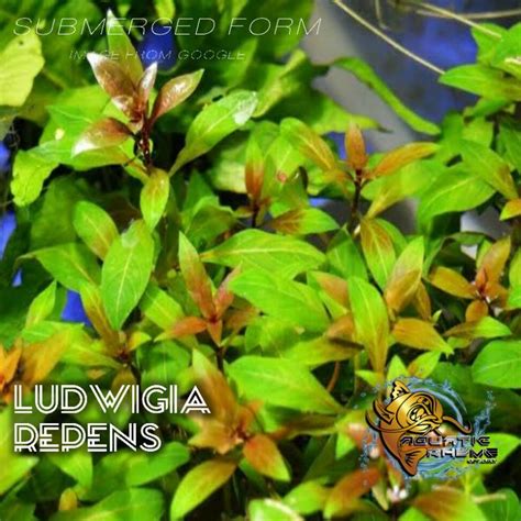 Ludwigia Repens Aquatic Plants For Aquarium Shopee Philippines