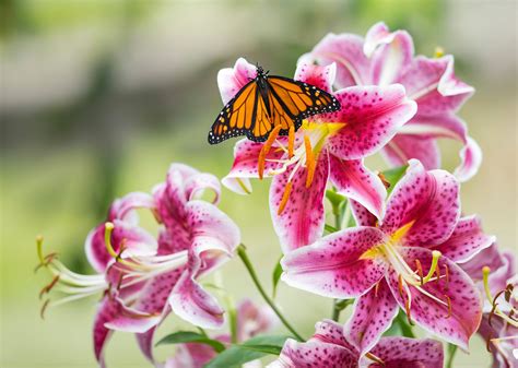 Download Lily Flower Insect Macro Animal Butterfly Hd Wallpaper