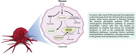 Cancer Metabolism Human Metabolome Technologies