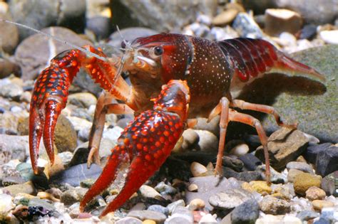 Red Crabs Characteristics Reproduction Care And More