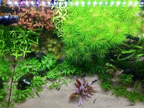 With proper care, it can maintain much of its pink coloration and be a highly stunning plant in the aquascape. Cryptocoryne "flamingo" - The Planted Tank Forum