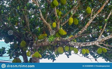Jackfruit Trees Are Fruiting Jackfruit Trees Grow A Lot In The Tropics