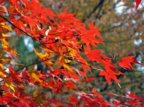 Jeffrey Friedls Blog Autumn Visit To The Ryouanji Temple
