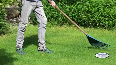 Simple Lawn Care Basics For A Greener Lawn This Summer