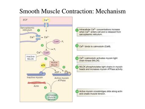 Ppt Smooth Muscle Physiology Powerpoint Presentation Free Download