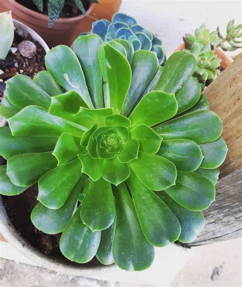 Aeonium Arboreum Purple Plants Planting Succulents Succulent Gardening