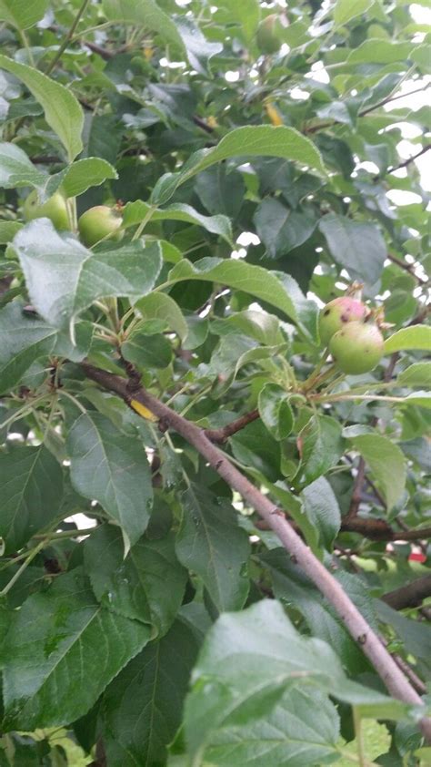The honeycrisp apple tree produces fruit that has beautiful red skin over a yellow background. Honeycrisp apple...coming along | Apple tree, Honeycrisp ...