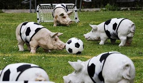 20 Funny Animals Playing Soccerfootball 20 Pics Amazing Creatures