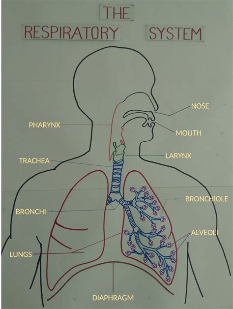 Draw A Well Labelled Diagram Of Human Respiratory Systemexplain Its