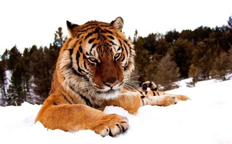 Download Wallpaper 3840x2400 Tiger Snow Striped Big Cat Ultra Hd 4k