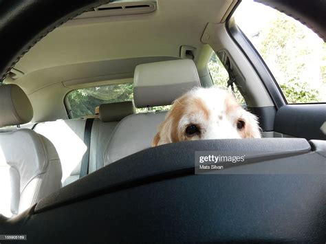 Dog Driving A Car High Res Stock Photo Getty Images