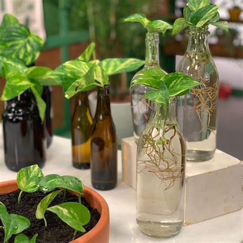 Houseplants You Can Easily Grow In Water Plant In Glass Plants In