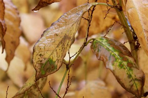 Leaf Turning Brown Free Stock Photo - Public Domain Pictures