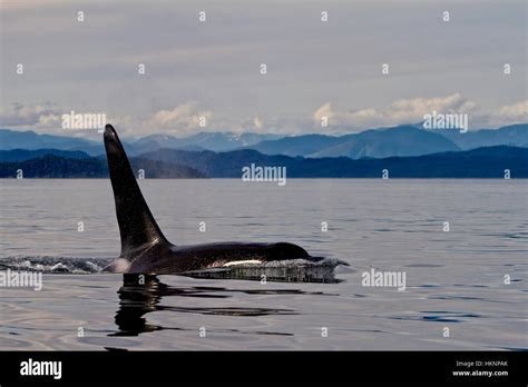 Male Northern Resident Killer Whale In Queen Charlotte Sound British