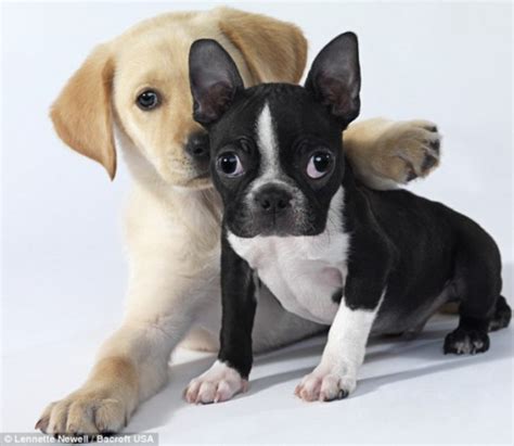 Weitere ideen zu süße hunde, hunde, tiere. Natur und Umwelt - german.china.org.cn - Süße Hunde ...