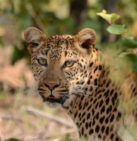 Leopard 500px Leopard Leopards Animals
