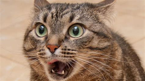 Crazy Cat Desktop Wallpapers Top Free Crazy Cat Desktop Backgrounds