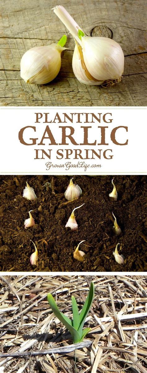 Space the cloves two inches apart and keep the soil moist (but not soggy) while the shoots are growing. Pin on Cynthia's Herb Things