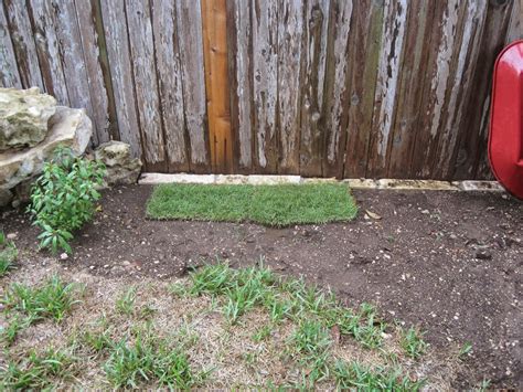 Mowing heights matter because they usually dictate how frequently homeowners will need to mow. House Remodelling: Test of Palisades Zoysia for the Backyard