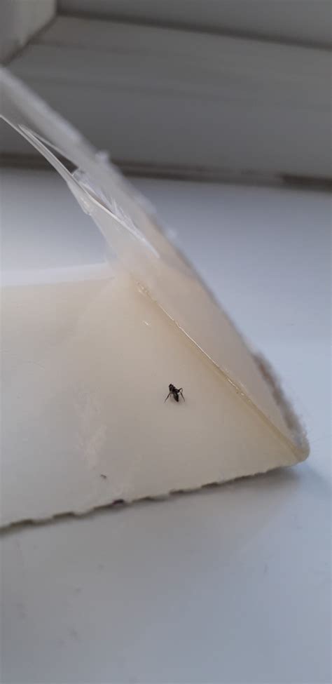 Identifying Little Black Flying Bugs Thriftyfun