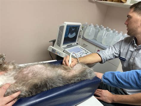 Veterinary Ultrasound Dog Ultrasound In Shelburne
