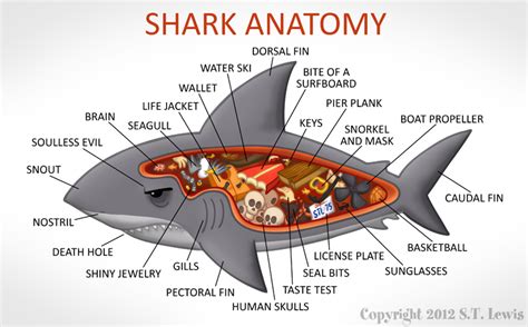 S T Lewis Shark Anatomy