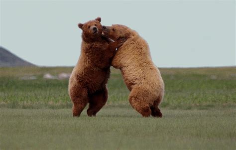 I don't suggest trying this in your neck of the woods if you come across a large where most would run and hide or play dead or whatever you're supposed to do when you see a bear, this crazy man does the complete opposite. Brown / Grizzly Bear Facts - North American Bear ...