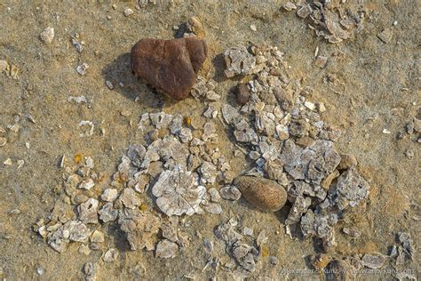 More Fossils In The Desert Alexander S Kunz Photography