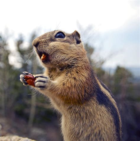 You can also buy a spray product made. Chipmunk acting strange | Humane Wildlife Control Society