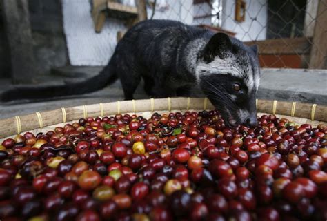 Cara Membuat Kopi Luwak Sederhana Di Rumah Serta Resepnya