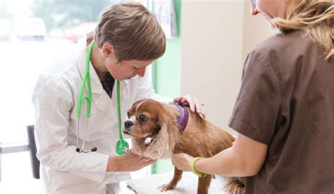 Comprehensive Wellness Exams Healthy Paws Animal Hospital