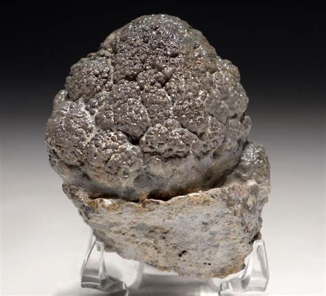 Stromatolite Nostoc Fossil Cyanobacteria Permian Stromatolites Fossils