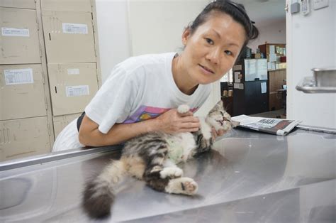 Spaying Subsidy For 3 Female Cats From Bentong Liaw Jarn Lings