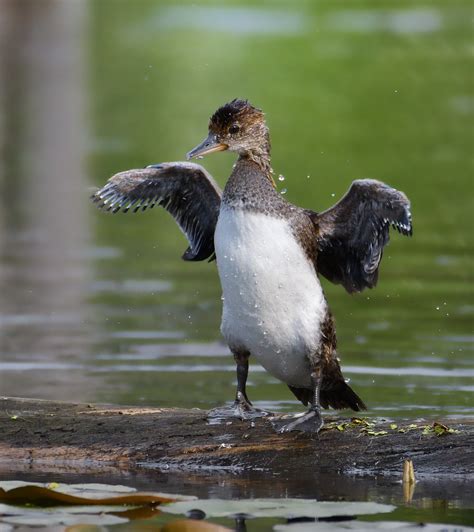 Hooded Merganser Juvenile Strengthening Muscles Flickr