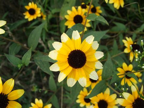 Marylands State Flower Flickr Photo Sharing