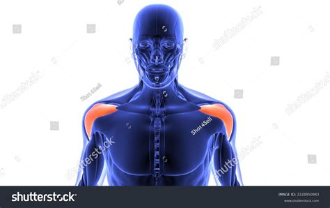 Human Deltoid Muscle Muscle System Anatomy Stock Illustration