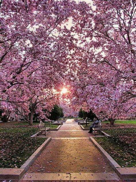 Cherry Blossoms In Dc Beautiful Nature Beautiful Places Places