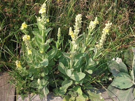 Mullein Eat Wild Arkansas