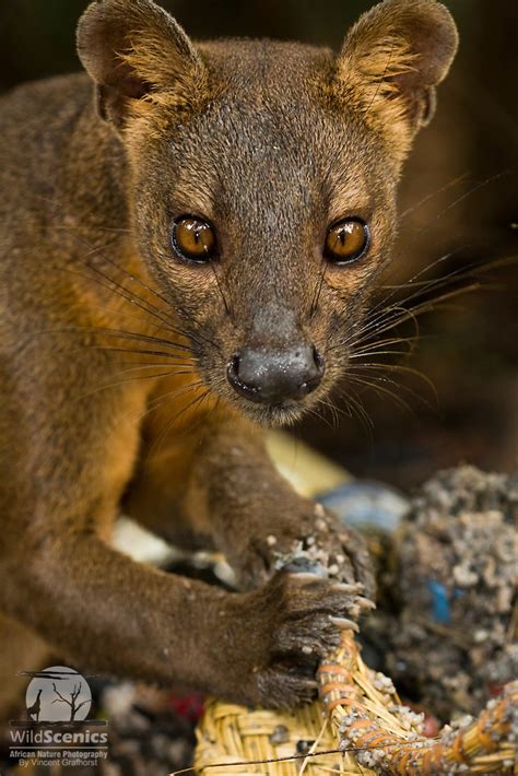Fossa Eating From Rubbish Basket Wild Scenics Photography