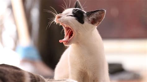 Kumpulan Video Kucing Lucu Banget Yang Bisa Bikin Ngakak KepoGaul