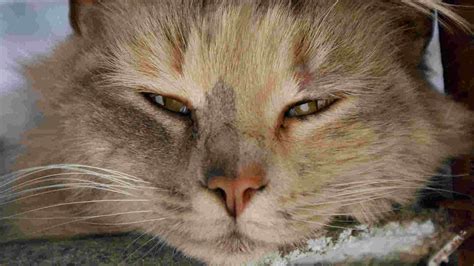 cat runny eyes brown discharge cat meme stock pictures and photos
