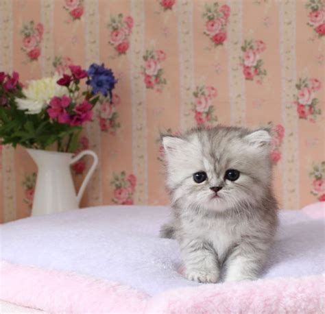Cutest Thing In The Whole World Teacup Cats Teacup Kitten