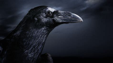 Crow Desktop Wallpaper 67 Images