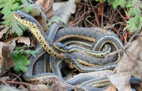 Garter Snakes Mother And Children New York Botanical Gard Flickr