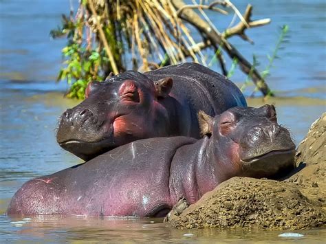 World Hippopotamus Day 2023 History Significance And All You Need To