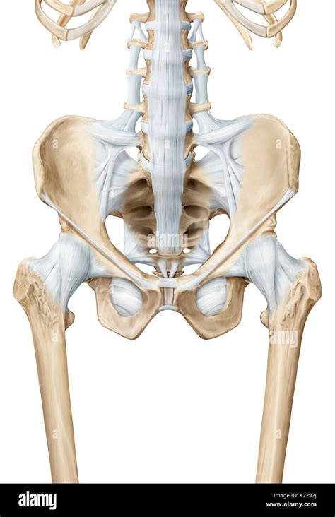 The Hip Is The Synovial Joint That Connects The Femur To The Iliac Bone
