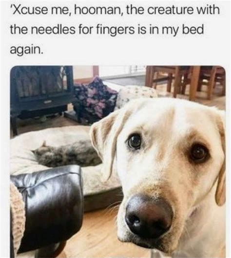 The 14 Funniest Labrador Retriever Memes Of All Times Page 2 Of 3