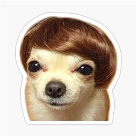 Dog Meme With Wig Apsgeyser