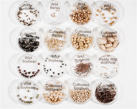 Different Types Of Fruit Seeds
